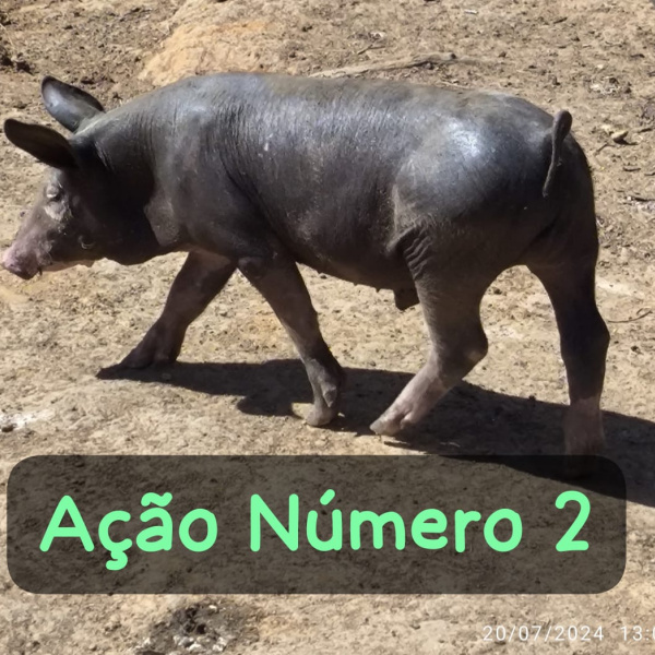 Leitão Pietran ou Picles 🥒 300