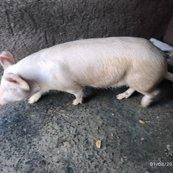 Porca ou 500tão