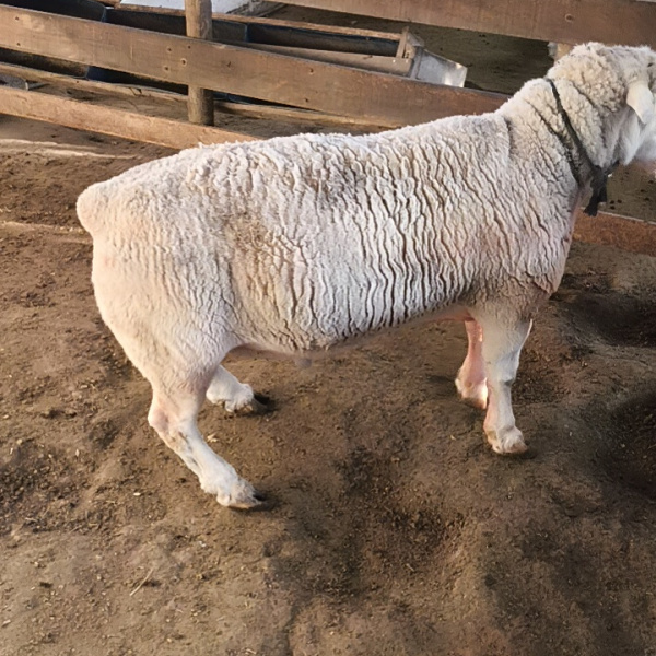 Carneiro Whiter Dooper ou 1300, 
