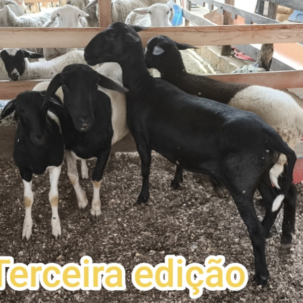 Carneira ou 500tao ou Leitão 