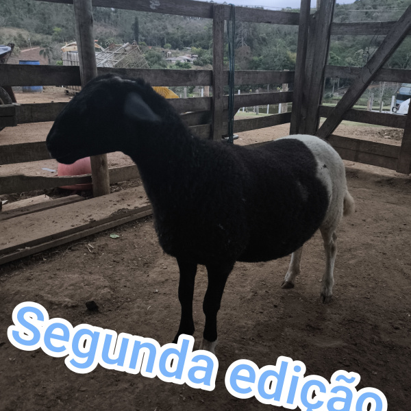 Carneira ou R$500 segunda edição 