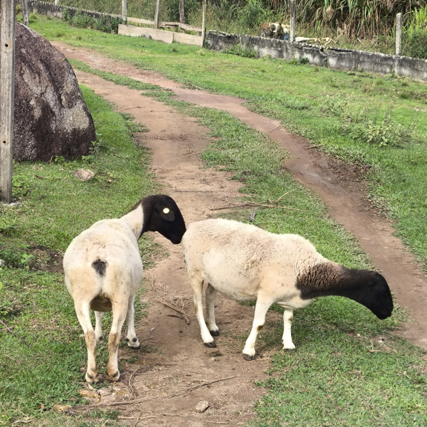 Carneira Dopper, ou Porca aproximadamente 65 0 75 kilos 