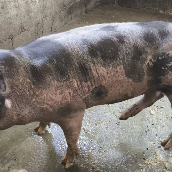 Carneira Dopper, ou Porca aproximadamente 65 0 75 kilos 
