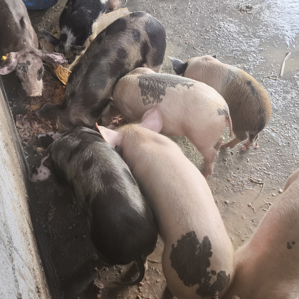 1.500,00 com apenas 0,03 centavos