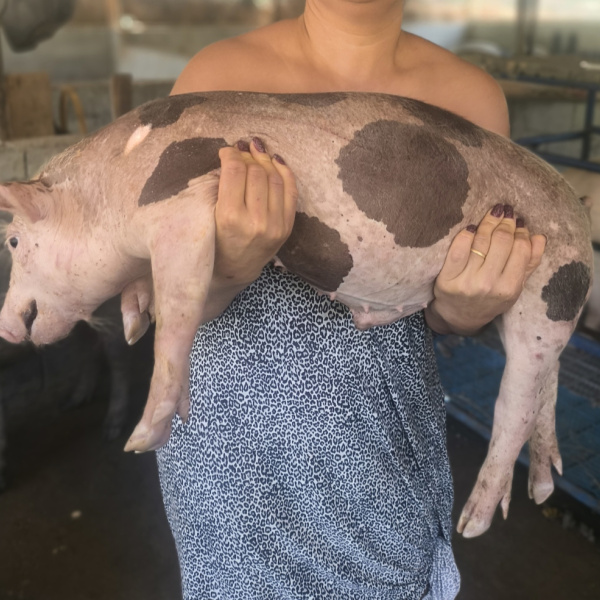 1.500,00 com apenas 0,03 centavos