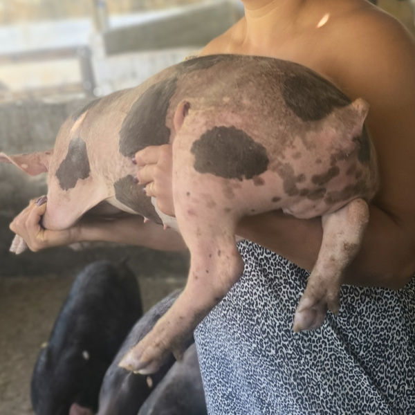 Leitão Pietran . Ou Leitão abate 