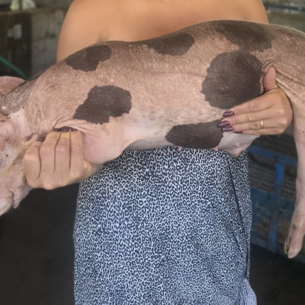 Leitão Pietran . Ou Leitão abate 