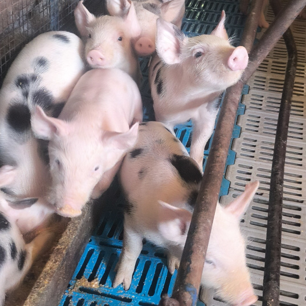 Edição n° 7 leitão para natal ou 300tao ou Casal de Galinha GSB