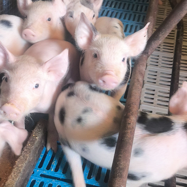 1.500,00 com apenas 0,03 centavos