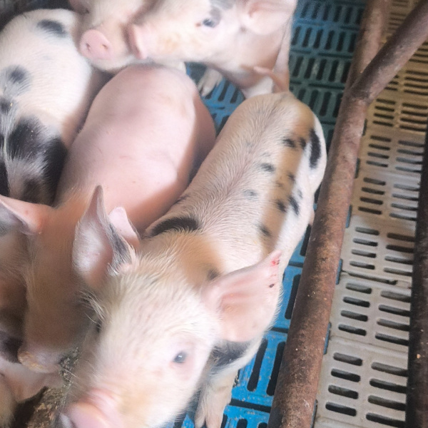 1.500,00 com apenas 0,03 centavos