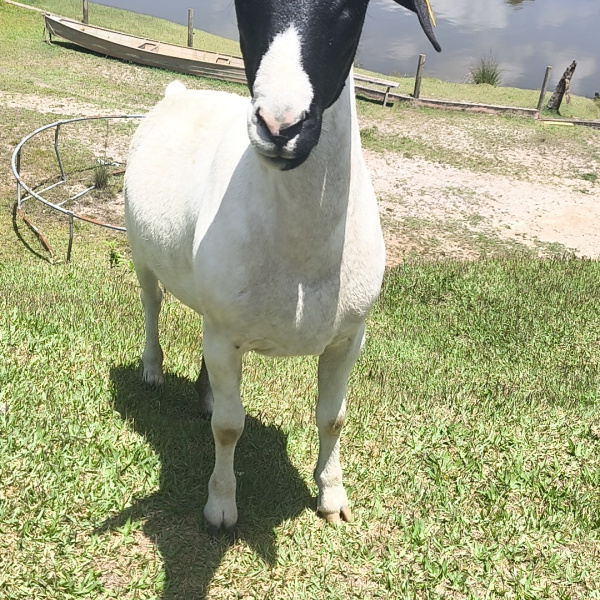 1.500,00 com apenas 0,03 centavos