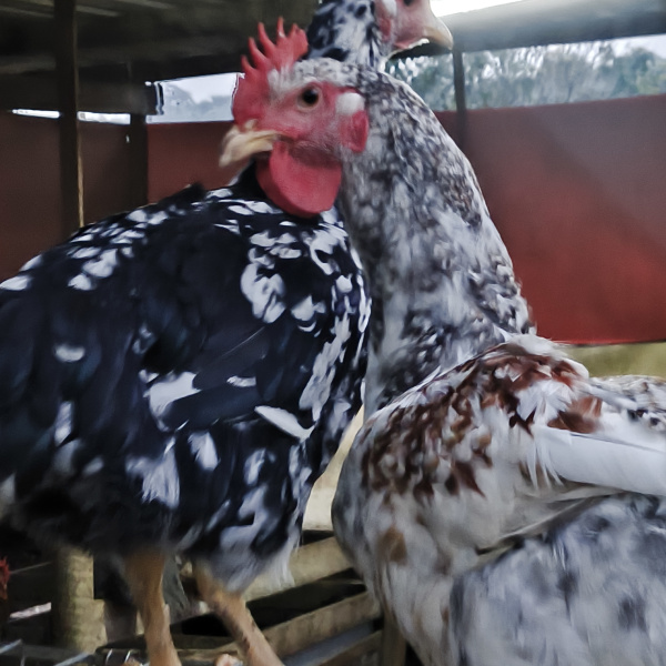 1.500,00 com apenas 0,03 centavos