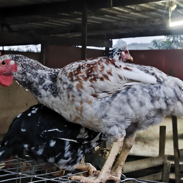 1.500,00 com apenas 0,03 centavos