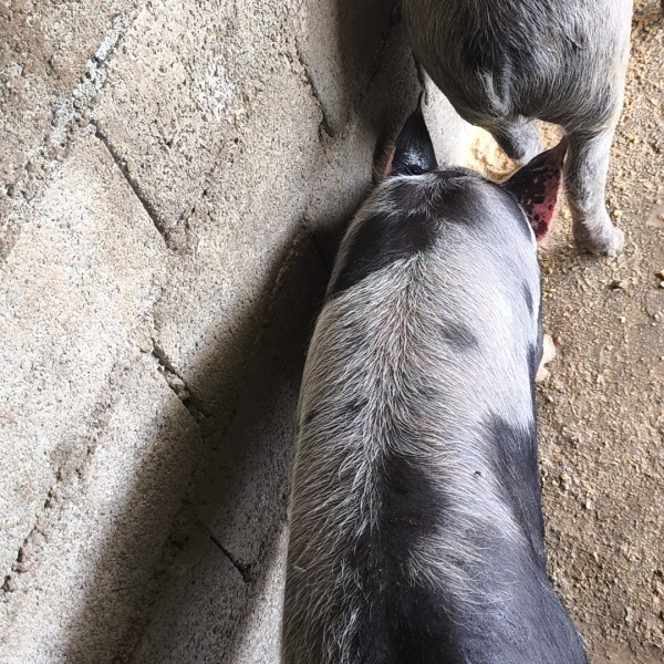 1.500,00 com apenas 0,03 centavos