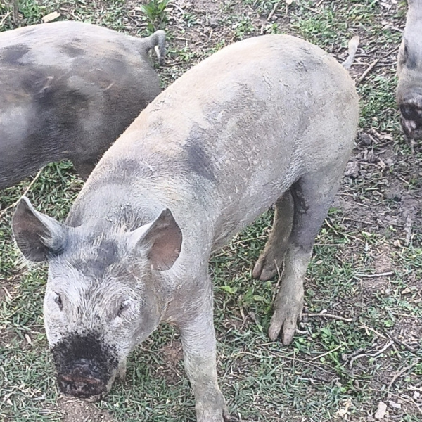 1.500,00 com apenas 0,03 centavos