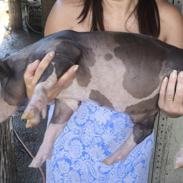 1.500,00 com apenas 0,03 centavos