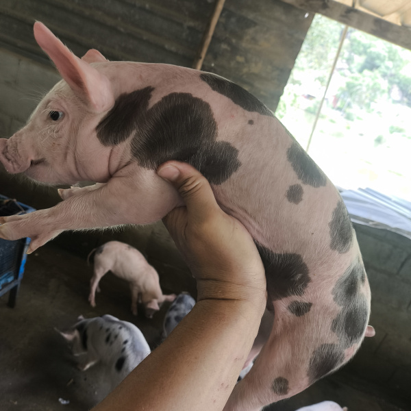 1.500,00 com apenas 0,03 centavos