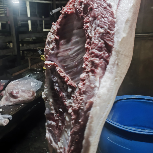 20 kilos de costela Com paleta ou leitão ! Ou 300 no Pix 