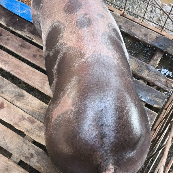 1.500,00 com apenas 0,03 centavos