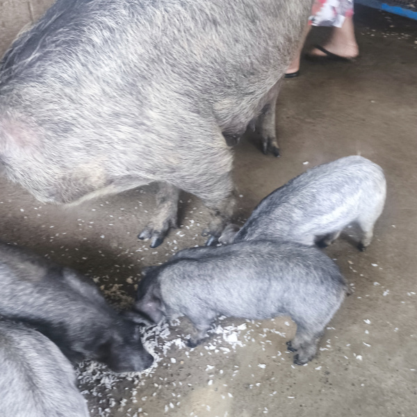 1.500,00 com apenas 0,03 centavos