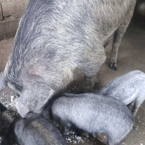 1.500,00 com apenas 0,03 centavos