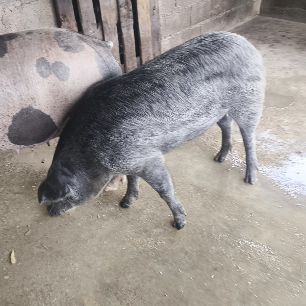 1.500,00 com apenas 0,03 centavos