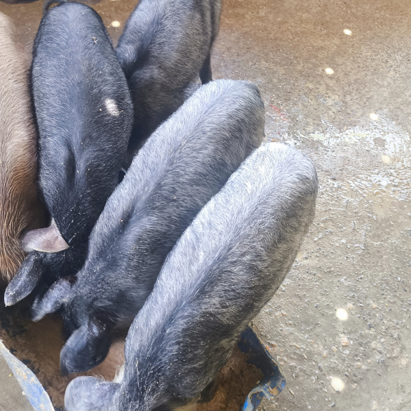 Edição Moura oi Pix 350tao 