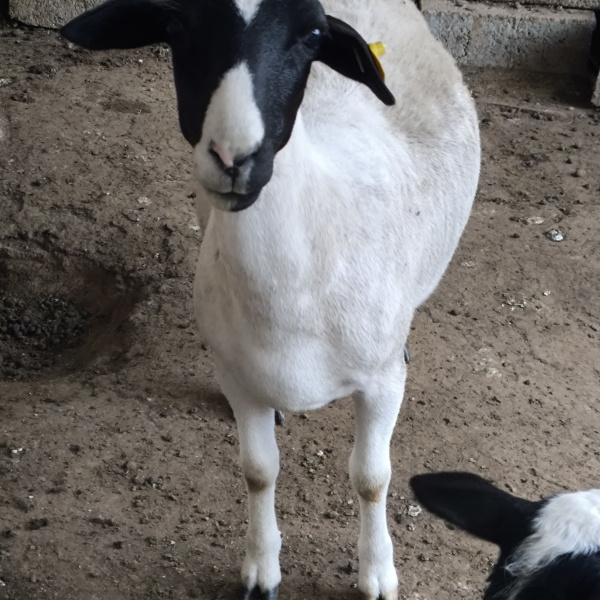 1.500,00 com apenas 0,03 centavos