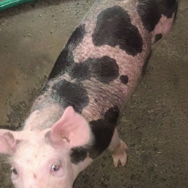  Edição n° 2 Leitoa Pietra. ou 400,00 no Pix 