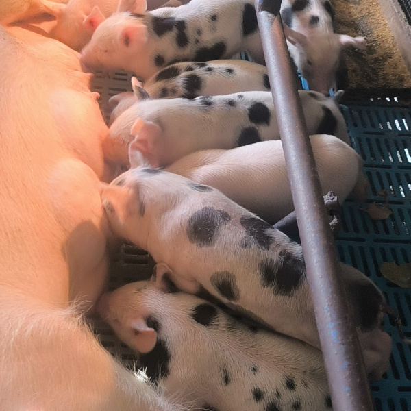 Edição N° 6 Leitão Para Natal ou R$ 300,00 Reais ou abelha sem ferrao